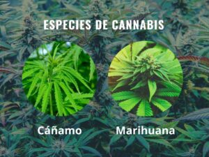 especies de cannabis